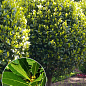 Лавр вечнозеленый "Благородный" (высокие декоративные качества)
