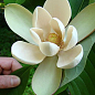 Магнолия Лекарственная "Magnolia Officinalis" 