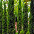Кипарис Італійський (Cupressus Sempervirens) контейнер Р9