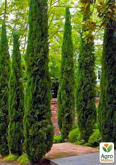 Кипарис Італійський (Cupressus Sempervirens) контейнер Р91
