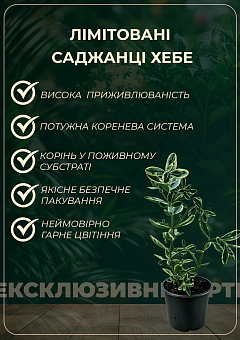 LMTD Хебе "Tricolor" висота 20-25см7