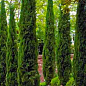 Кипарис Итальянский (Cupressus Sempervirens) контейнер Р9