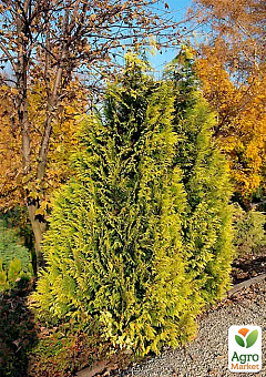Кипарисовик Лавсона "Golden Wonder" (ком/сітка) висота 150-170см5