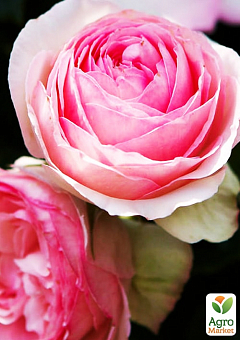 Эксклюзив! Роза чайно-гибридная нежно-розовая "Чудесный сад" (Wonderful garden) (сорт на сладенькое варенье)1