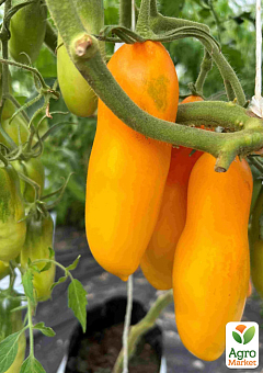 Томат "Siberian Banan" ТМ "Vesna Select" 20шт6