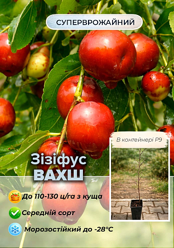 Ексклюзив! Зізіфус (унабі) "Vakhsh (Вахш)" (середній термін дозрівання, високоврожайний сорт) вазон Р9, висота 10-15см