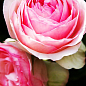 Эксклюзив! Роза чайно-гибридная нежно-розовая "Чудесный сад" (Wonderful garden) (сорт на сладенькое варенье)