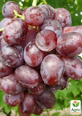 Виноград "Нізіна" (середній термін дозрівання) - фото 4