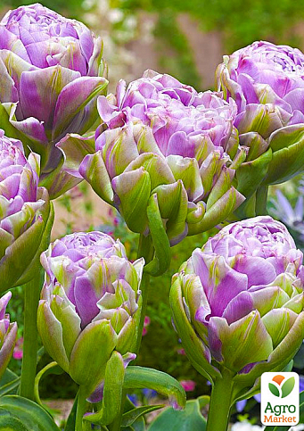 Тюльпан "Violet Pranaa"
