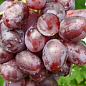 Виноград "Низина" (средний срок созревания)