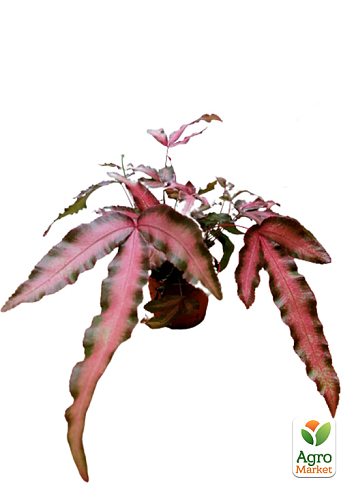 Птерис Критский "Make-up Pink" - фото 2