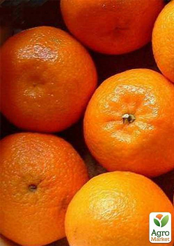 Эксклюзив! Мандарин оранжевый "Мандариновый рай" (Mandarin paradise) (премиальный супер сочный сорт) - фото 2