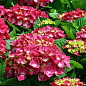 Гортензія крупнолиста рожево-червона "Люцифер" (Leuchtfeuer)