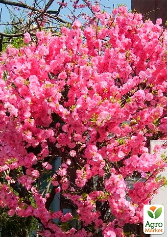 Декоративний мигдаль "Луїзеанія" укорінений в контейнері (саджанець 2 роки)