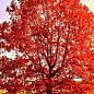 Дуб ярко-красный "Quercus rubra" (устойчив к вредителям и болезням) цена