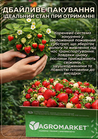 Клубника "Мадлен" (Madlen) (ранний срок созревания, сорт стойкий к различным заболеваниям) - фото 4