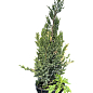 Можжевельник китайский "Stricta Variegata" вазон С5 высота 40-60см купить