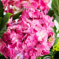 LMTD Гортензія на штамбі великолистна квітуча 4-річна "Early Pink" (50-60см) купить