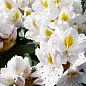 LMTD Рододендрон гібридний квітучий 5-річний "Madame Masson" (висота 60-70см) купить
