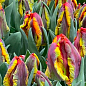 Тюльпан "Rasta Parrot" 