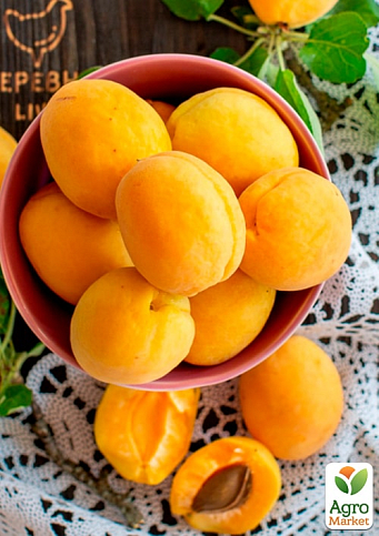Абрикос "Улюблений"