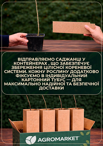 Глициния сиреневая “Модный дом” - фото 3