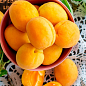 Абрикос "Улюблений"
