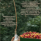 Черешня "Карина" (летний сорт, поздний срок созревания) цена