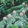 Кедр Атласский (Cedrus Аtlantica)