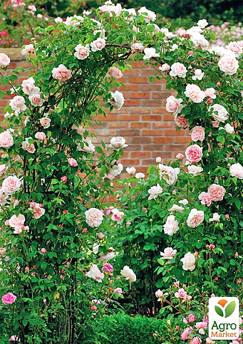 Роза английская плетистая "Сент Свизан" (саженец класса АА+) высший сорт - фото 5