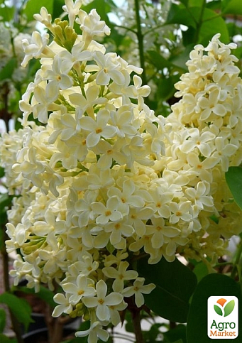 Сирень в контейнере "Primrose"  - фото 2