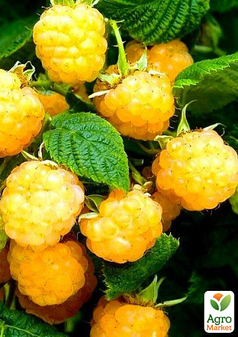 Малина "All Gold" (середньоранній термін дозрівання, великоплідний сорт) 1-річний саджанець
