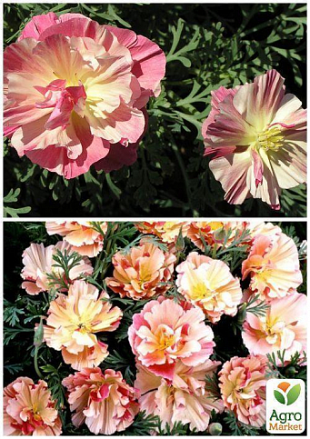 На вагу Ешшольція "Яблуневий цвіт" ТМ "Весна" ціна за 3г - фото 3