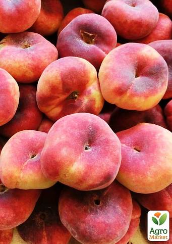 Эксклюзив! Персик желтый с ярким румянцем "Тропический рай" (Tropical paradise) (английская селекция, премиальный высокоурожайный сорт)