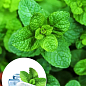 М'ята "Spearmint" (Chewing Gum)