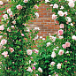 Троянда англійська плетиста "Сент Свізан" (саджанець класу АА+) вищий сор