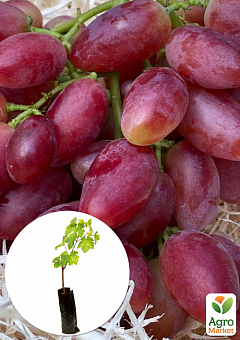 Виноград "Квазар" (вегетуючий саджанець надвеликого винограду з солодкою, хрусткою ягодою)1