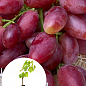 Виноград "Квазар" (вегетуючий саджанець надвеликого винограду з солодкою, хрусткою ягодою)