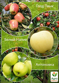 Дерево-сад Яблоня "Голд Пинк+Белый Налив+Антоновка"1