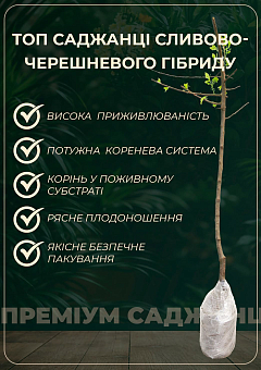 Сливово-черешневый гибрид "Надежда" (засухоустойчивый, сладкий сорт, средний срок созревания) 5