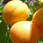 Абрикос "Улюблений"