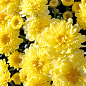 Хризантема мультифлора шарообразная "Staviski Yellow" 