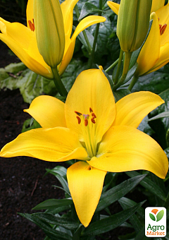 Лилия "Rapid Yellow" 4