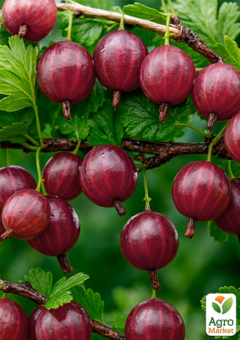 Крыжовник "Карамелька" (поздний срок созревания, один из самых вкусных сортов)