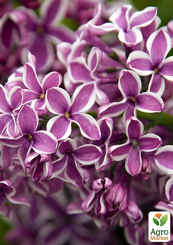 Сирень пурпурная с белой полоской "Сенсация" (Sensation) - фото 2