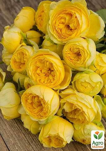 Троянда англійська «Catalina» (саджанець класу АА +) вищий сорт