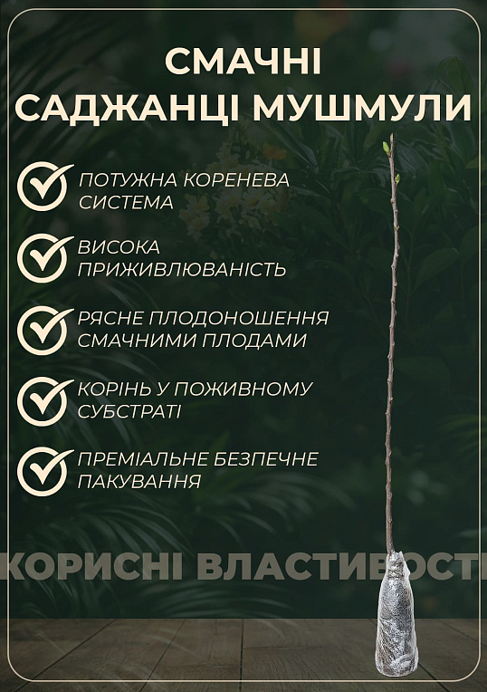 Мушмула 2х-летняя "Германская" (Mespilus germanica) - фото 2