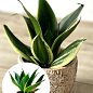 LMTD Сансевієрія "Jade Pagoda" висота рослини 15-25см