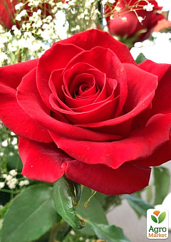 Троянда чайно-гібридна "Лавлі Ред" (саджанець класу АА+) вищий сорт 2
