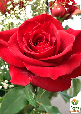 Роза чайно-гибридная "Лавли Ред" (саженец класса АА+) высший сорт